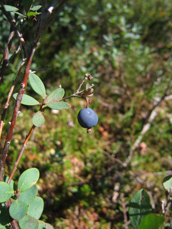 Vaccinium uliginosum